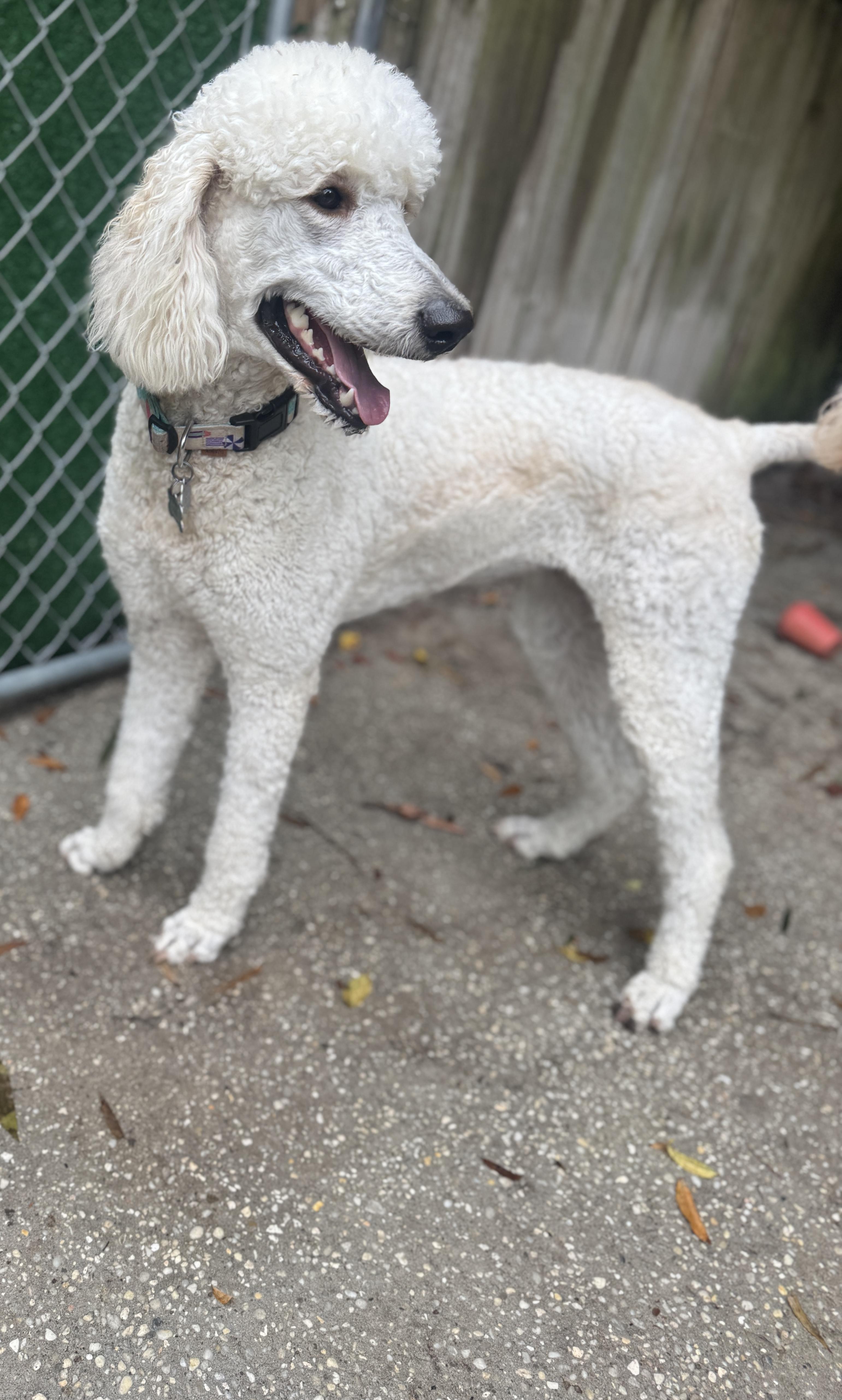 Enlarge Breeze, a ADOPTABLE mixed breed in Navarre, FL image 3/5