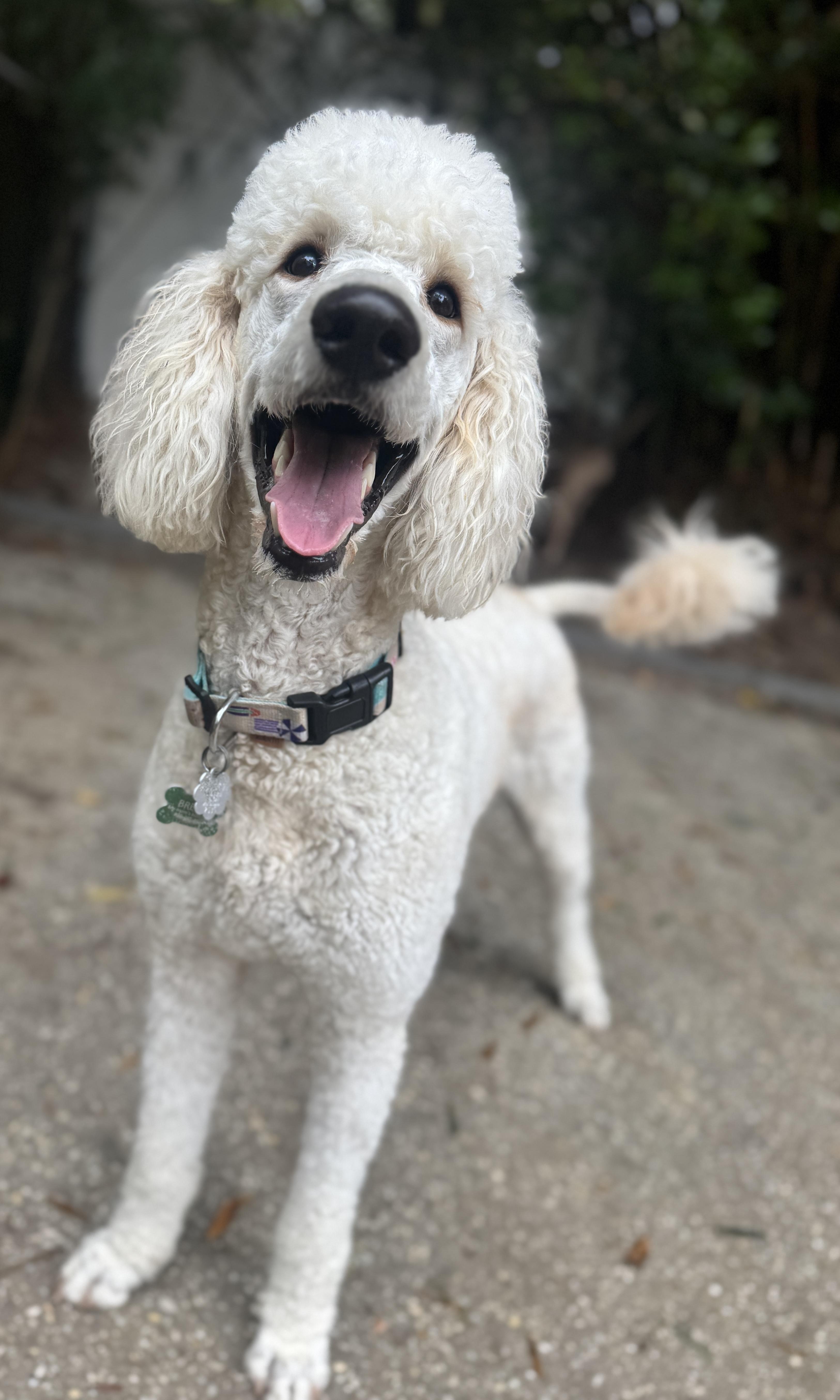 Enlarge Breeze, a ADOPTABLE mixed breed in Navarre, FL image 4/5