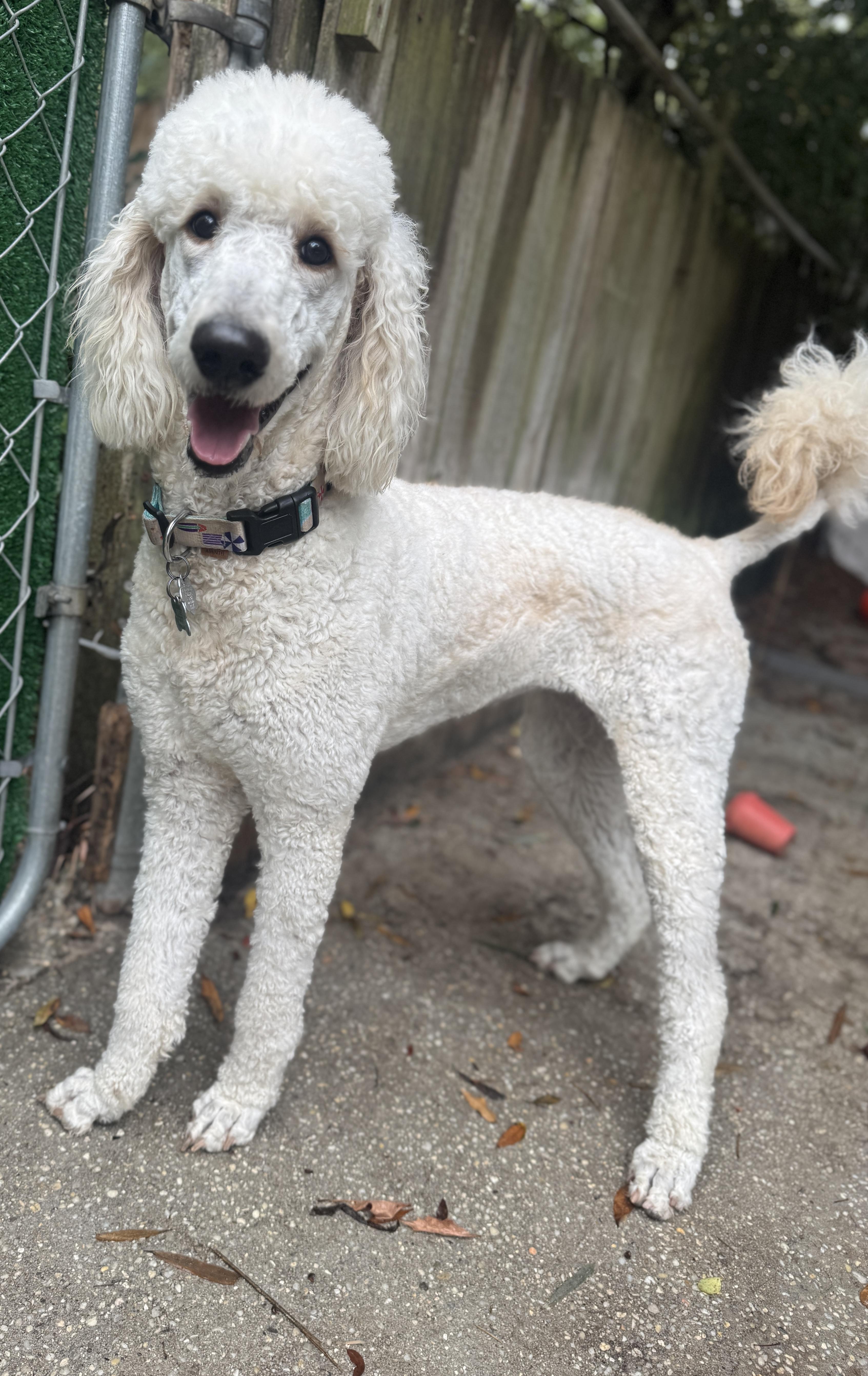 Enlarge Breeze, a ADOPTABLE mixed breed in Navarre, FL image 5/5
