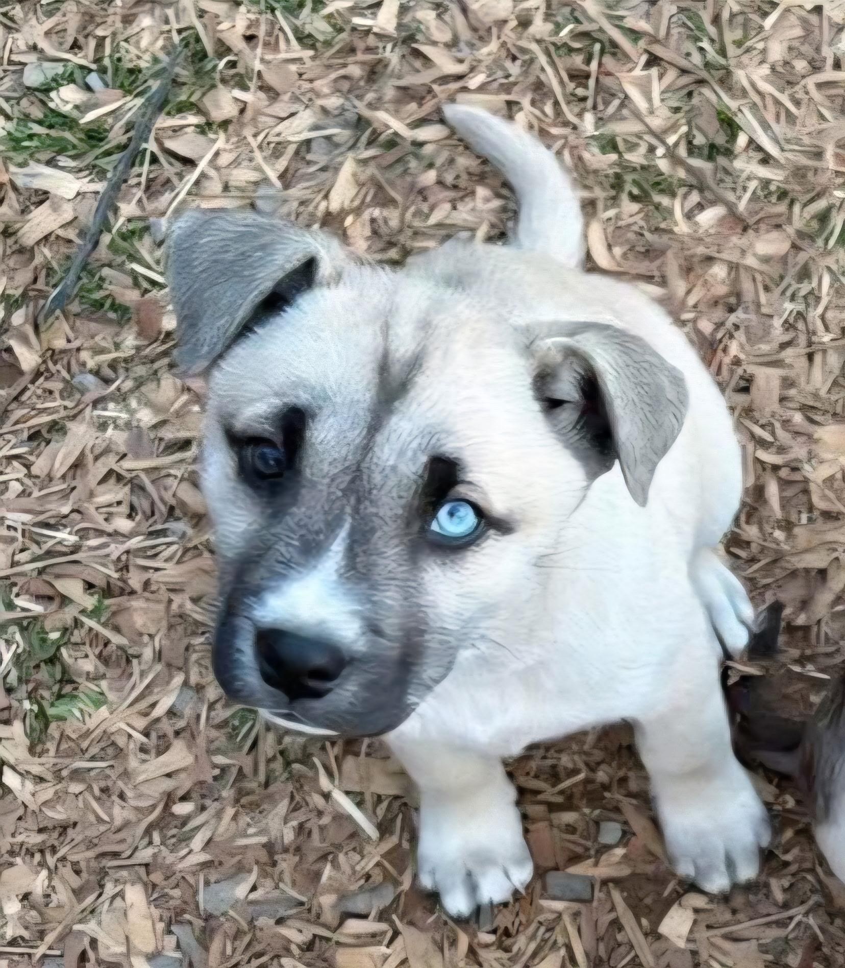 NOELLE, ADOPTABLE, Puppy Female Husky.