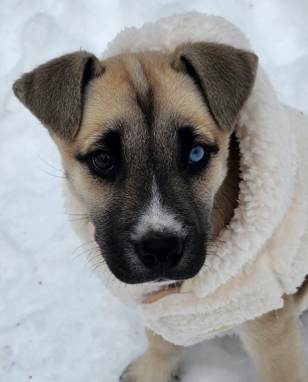 Enlarge NOELLE, a ADOPTABLE mixed breed in Schnecksville, PA image 2/3