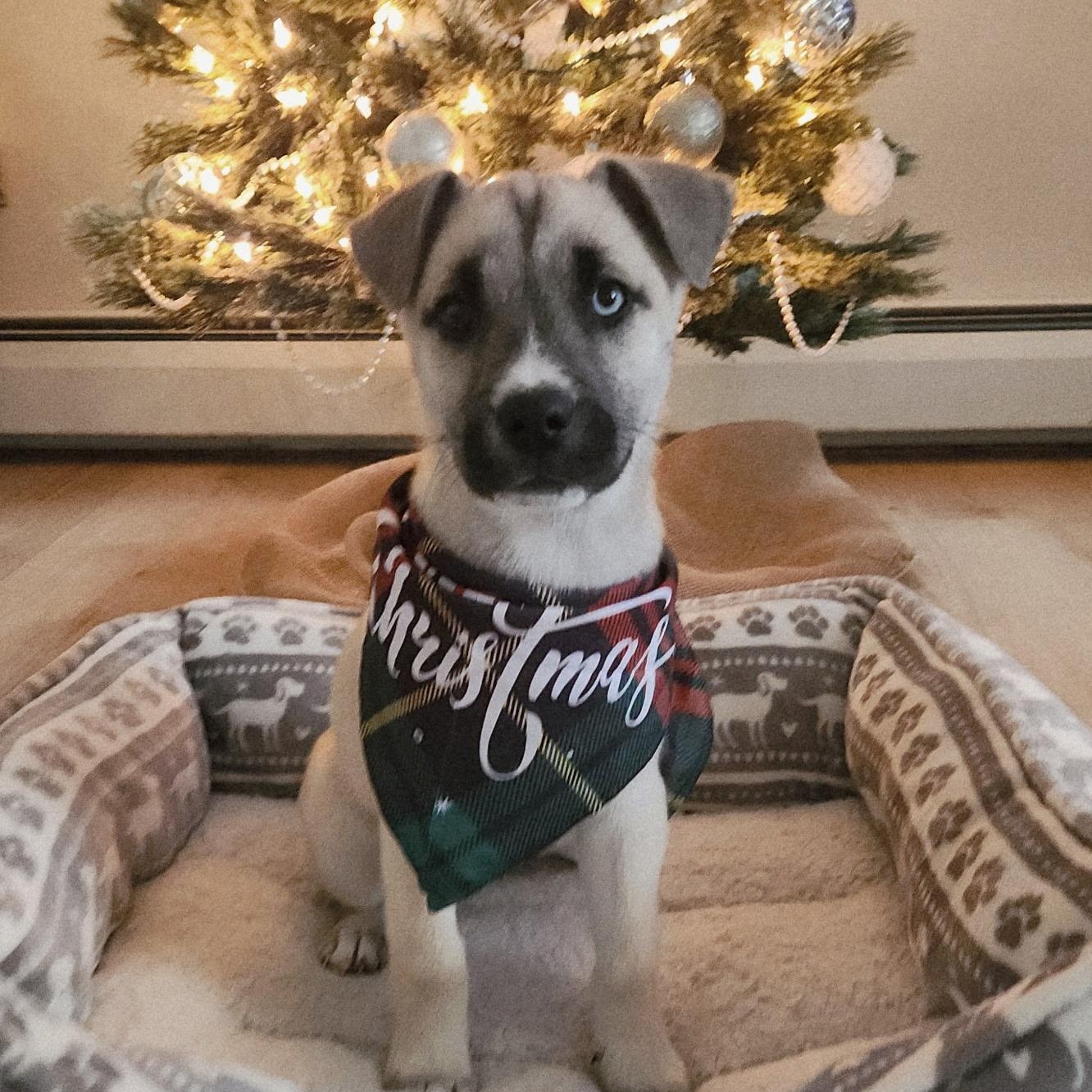 Enlarge NOELLE, a ADOPTABLE mixed breed in Schnecksville, PA image 3/3