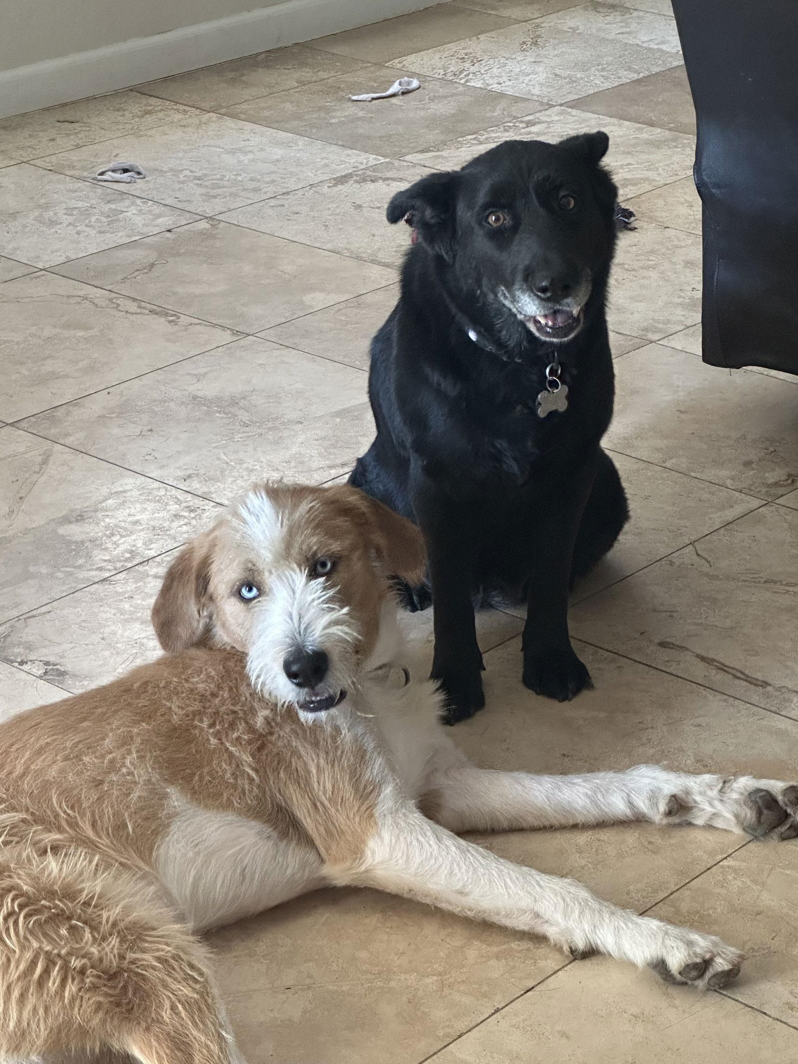 STELLA, a Adopted German Shepherd Dog in Chandler, AZ image 1/3