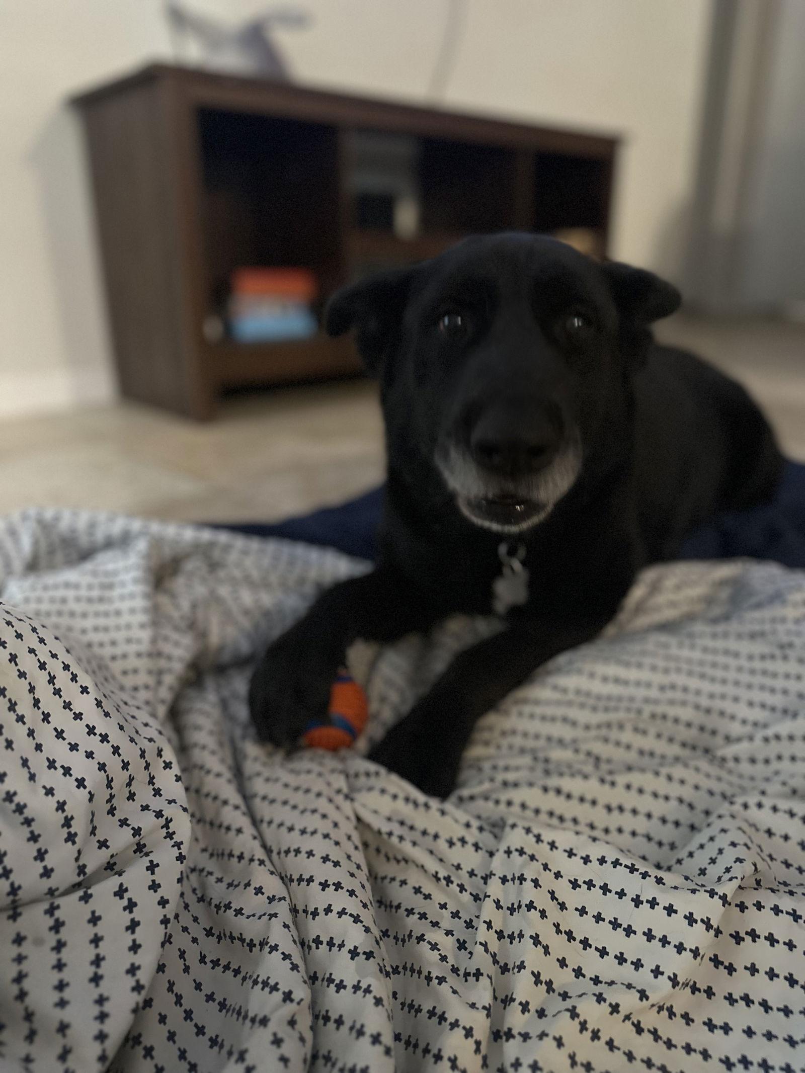 STELLA, a Adopted German Shepherd Dog in Chandler, AZ image 2/3