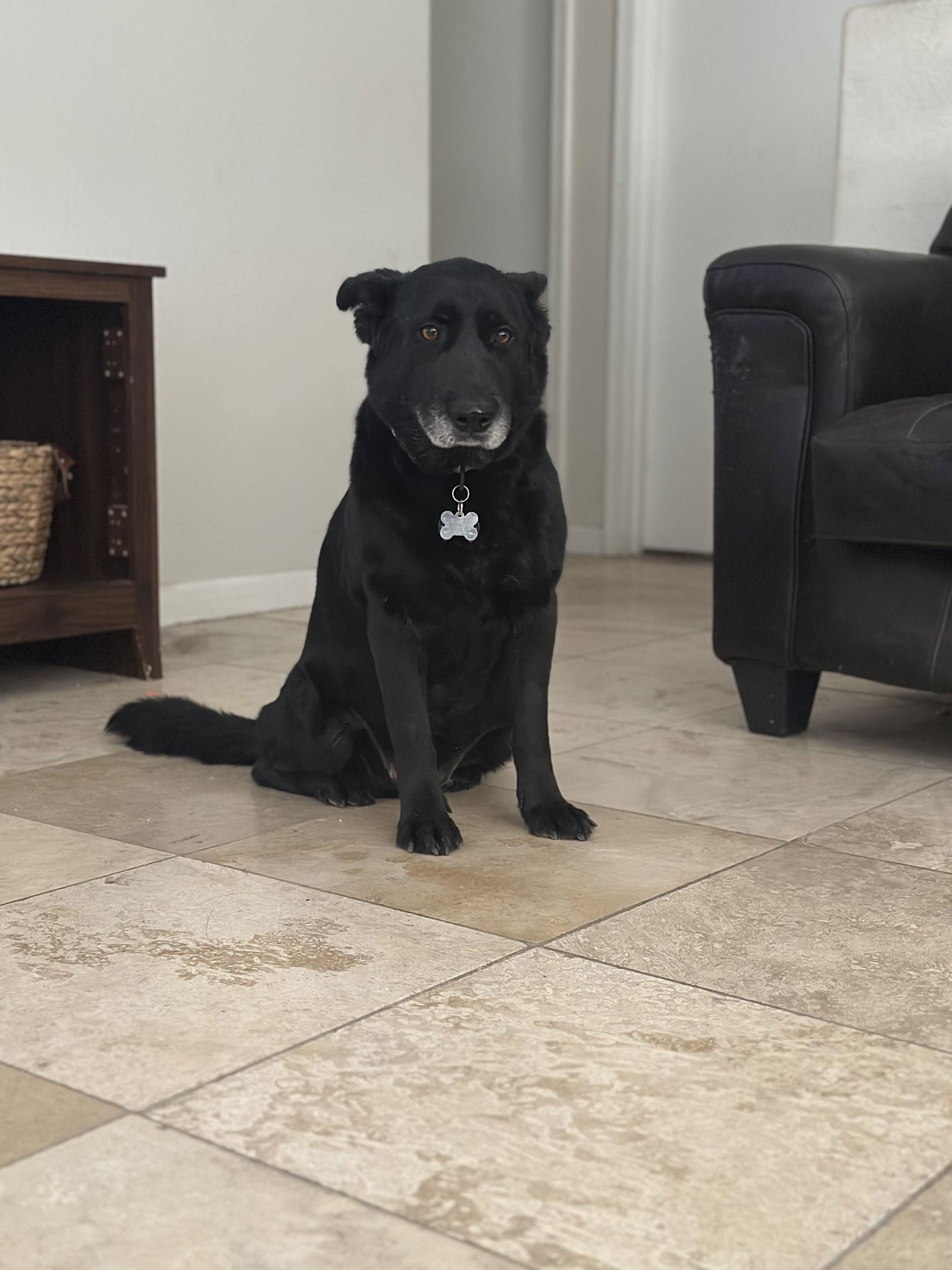 STELLA, a Adopted German Shepherd Dog in Chandler, AZ image 3/3