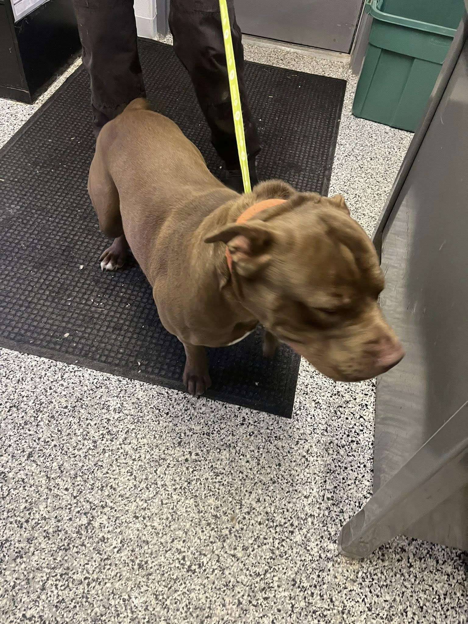 Enlarge Meathead, a ADOPTABLE mixed breed in Kalkaska, MI image 1/2