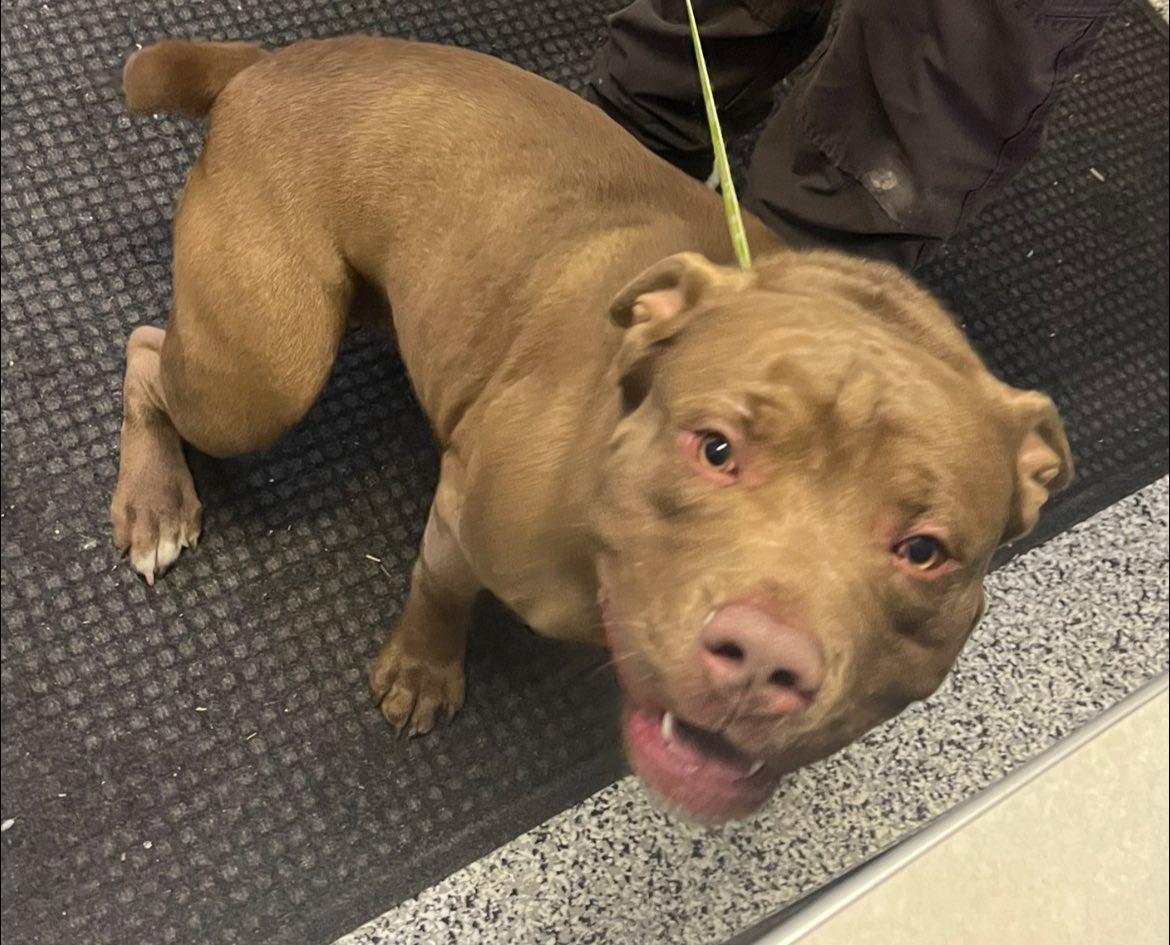 Enlarge Meathead, a ADOPTABLE mixed breed in Kalkaska, MI image 2/2