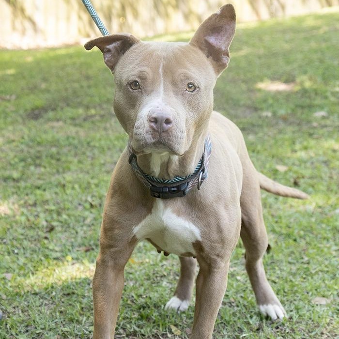 Enlarge Venus, a ADOPTABLE Pit Bull Terrier in Slidell, LA image 2/2