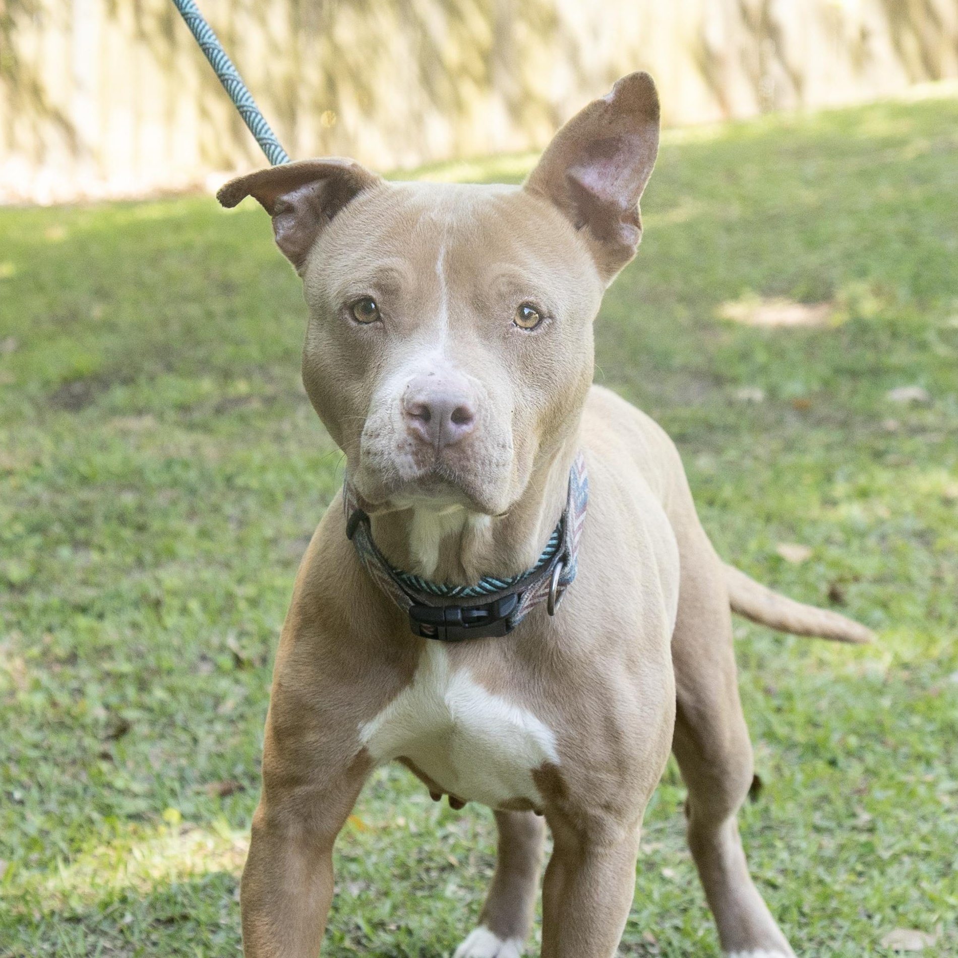 Venus, ADOPTABLE, Adult Female Pit Bull Terrier.