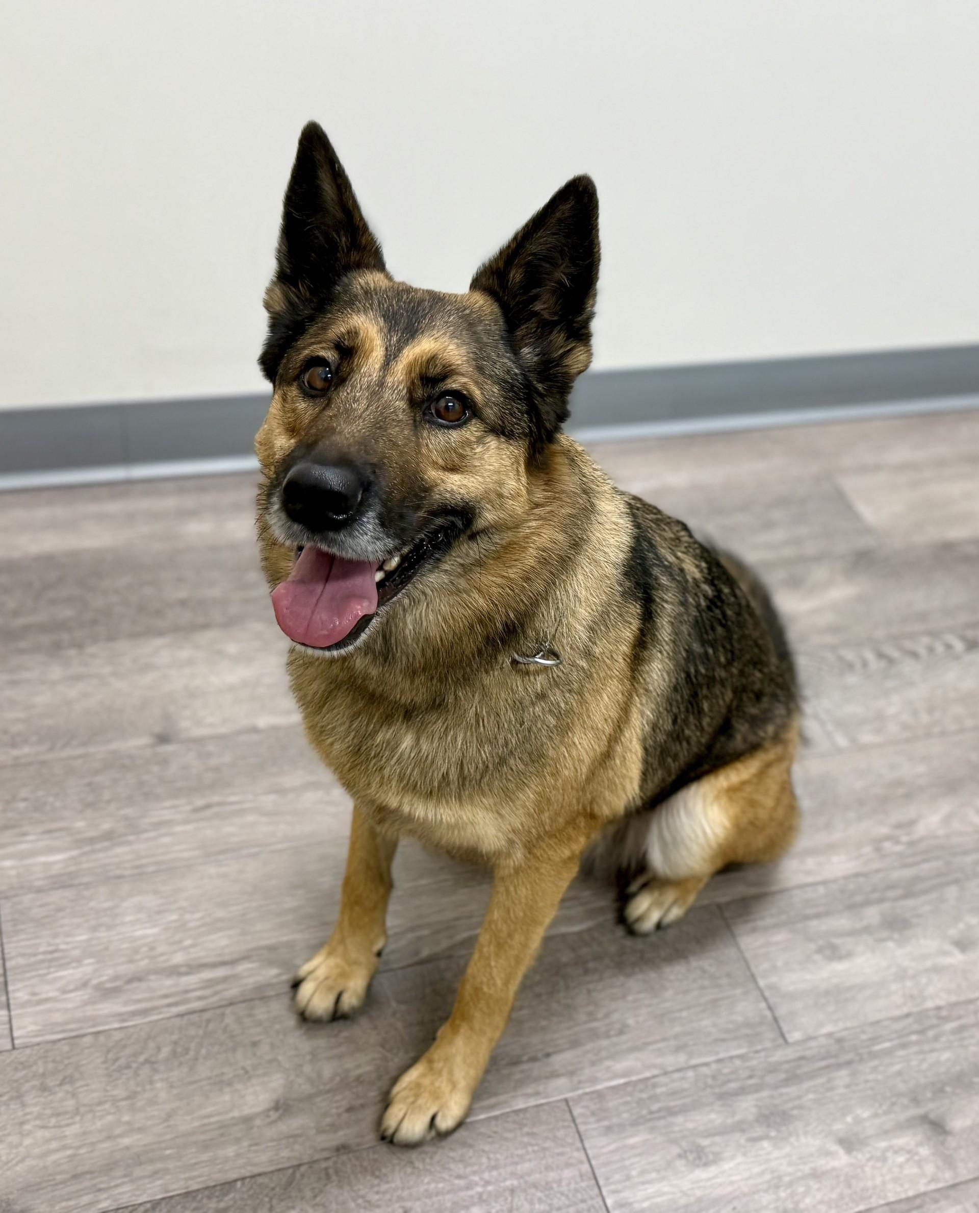 Enlarge Roxy - Courtesy, a ADOPTABLE mixed breed in Los Alamitos, CA image 2/6