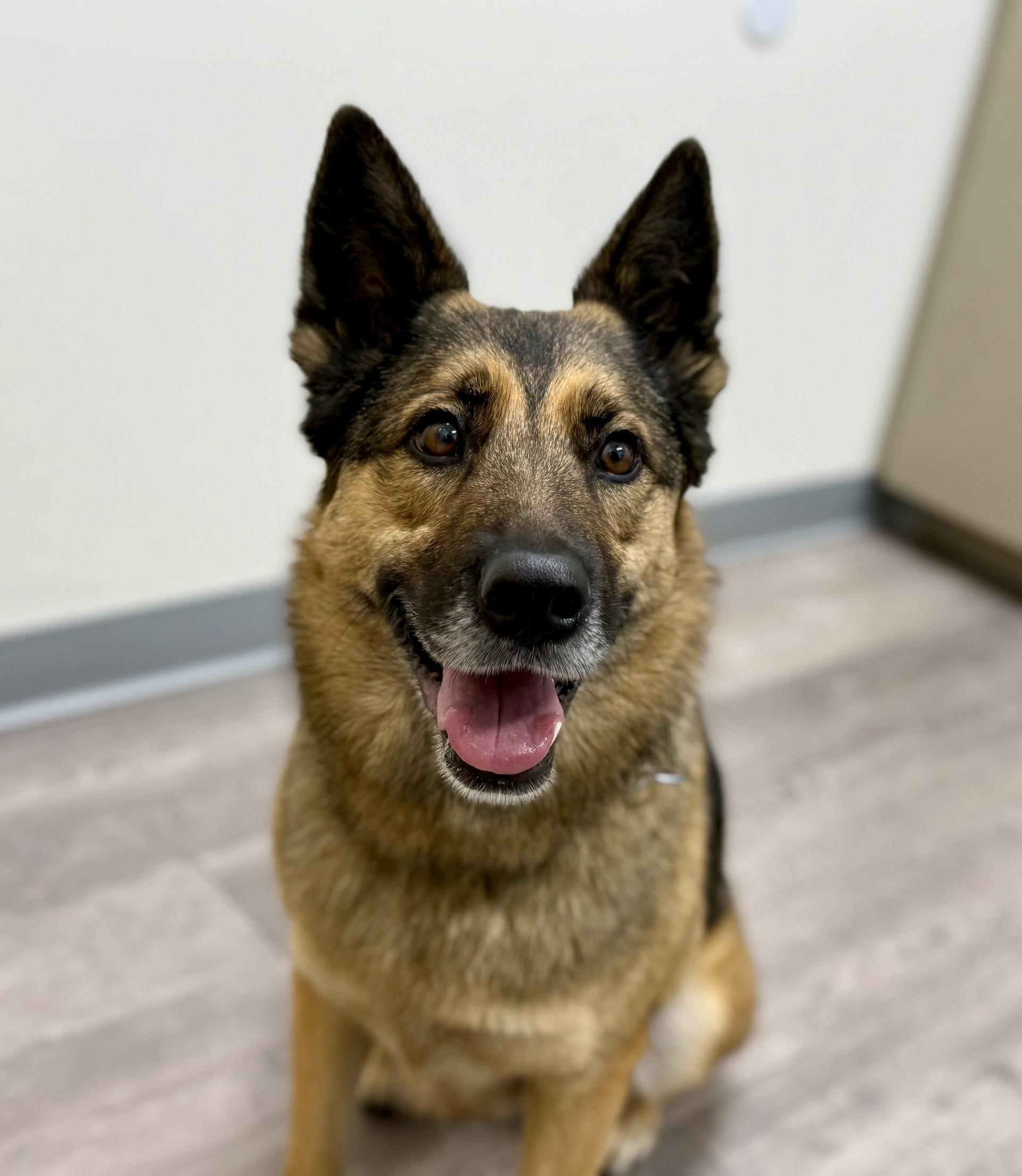 Roxy - Courtesy, ADOPTABLE, Adult Female German Shepherd Dog.