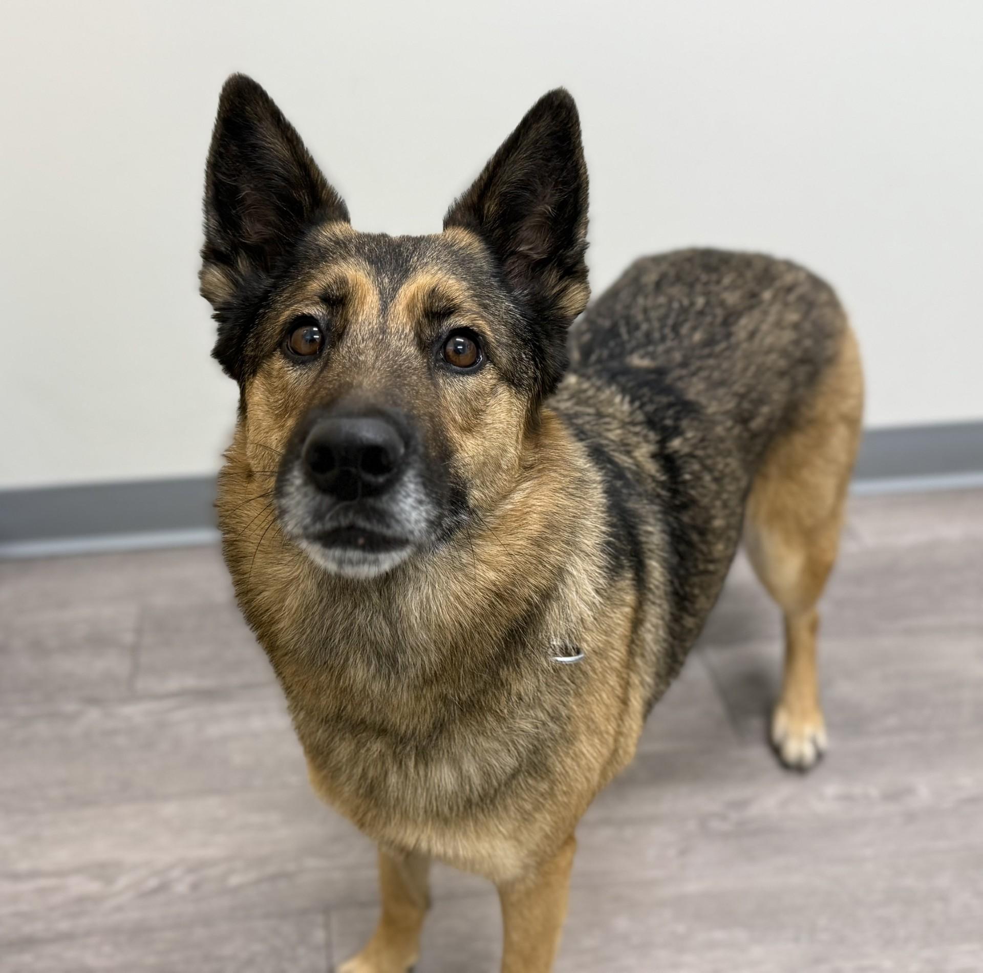 Enlarge Roxy - Courtesy, a ADOPTABLE mixed breed in Los Alamitos, CA image 5/6