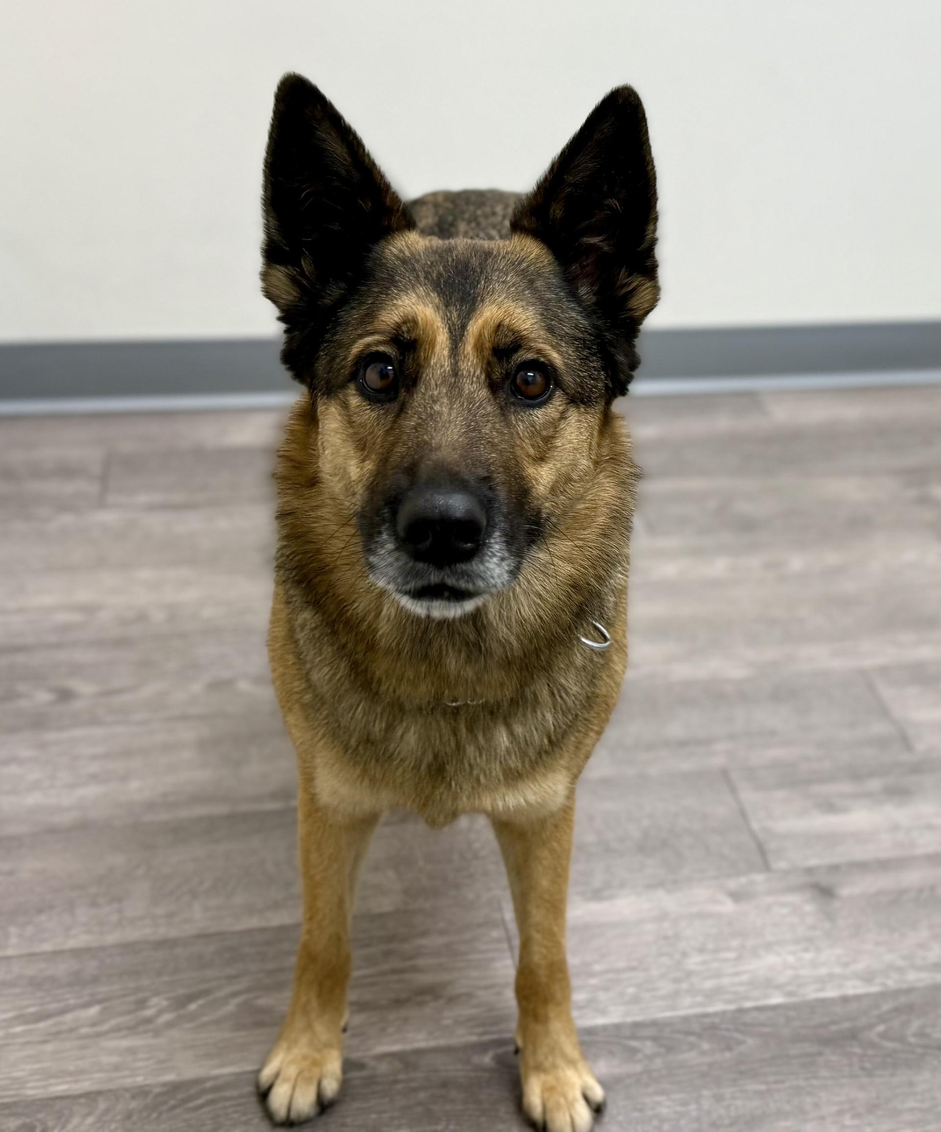 Enlarge Roxy - Courtesy, a ADOPTABLE mixed breed in Los Alamitos, CA image 3/6