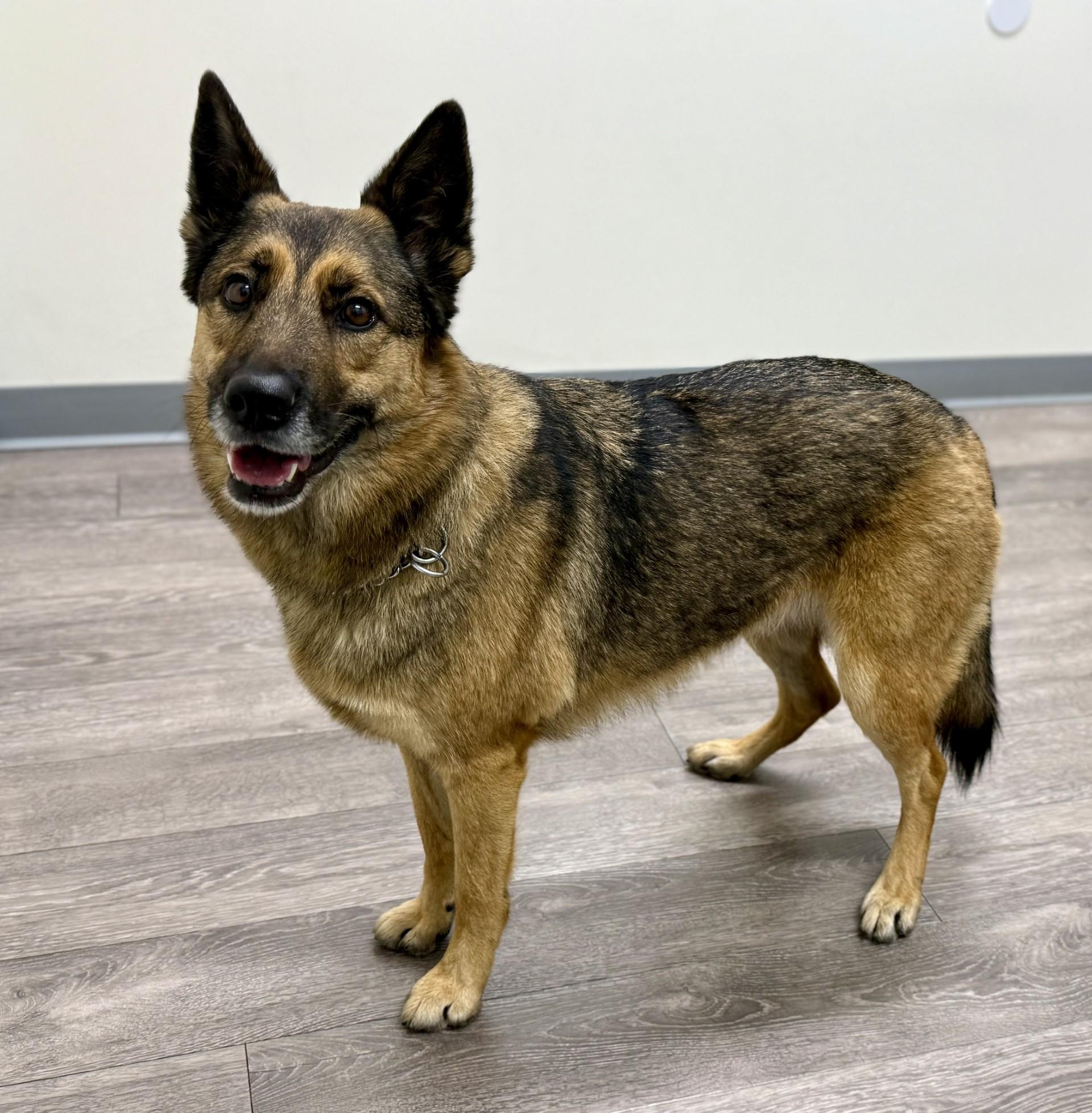 Enlarge Roxy - Courtesy, a ADOPTABLE mixed breed in Los Alamitos, CA image 4/6