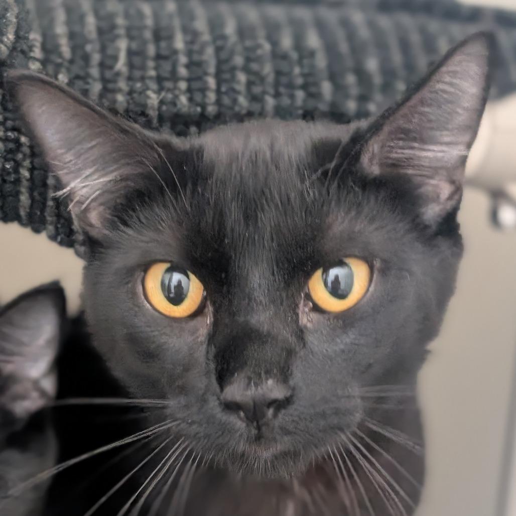 Biscuit, an adoptable Domestic Short Hair in Ridgway, CO, 81432 | Photo Image 1
