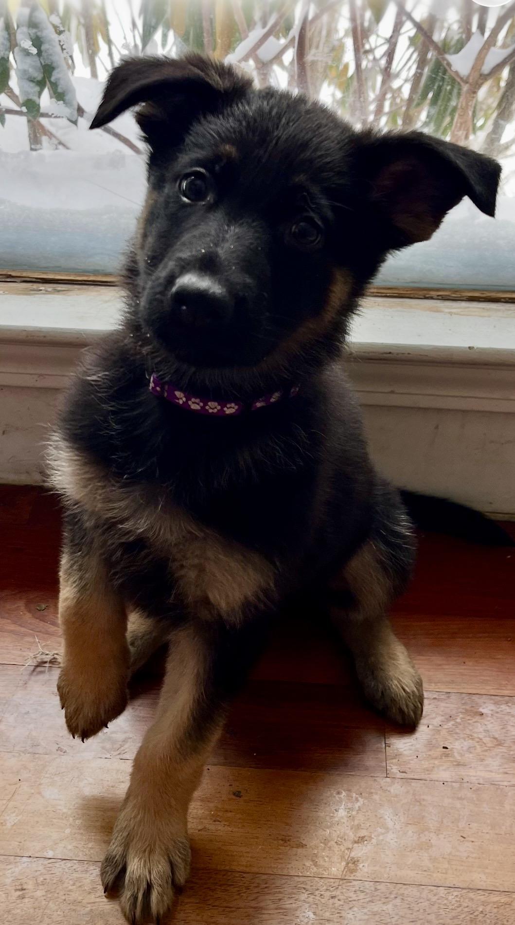 Enlarge Midnight, a ADOPTABLE German Shepherd Dog in Andover, CT image 1/1