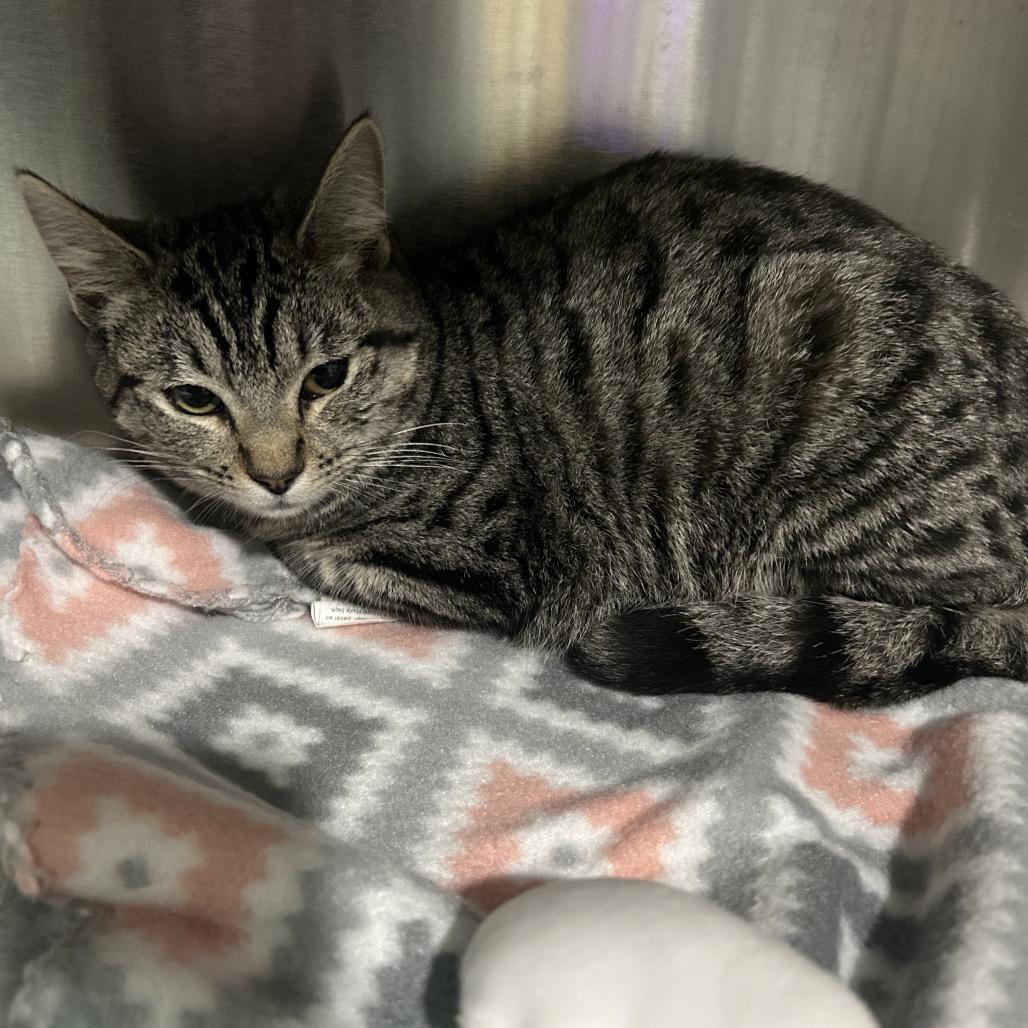 Princess Carolyn, Adoptable, Young Female Domestic Short Hair.