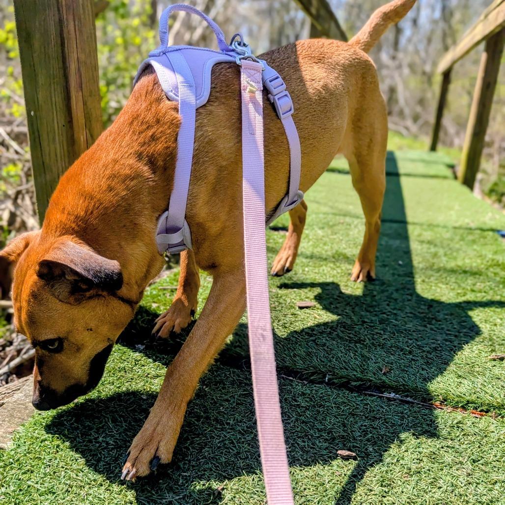 Rainbow, Adoptable, Adult Female Mixed Breed.