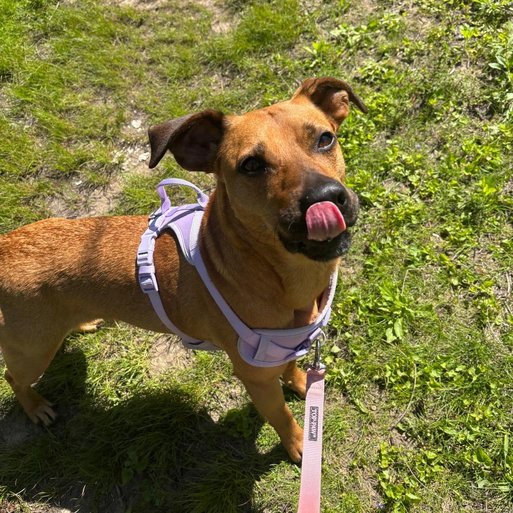 Enlarge Rainbow, a Adoptable Mixed Breed in Grand Rapids, MI image 2/6