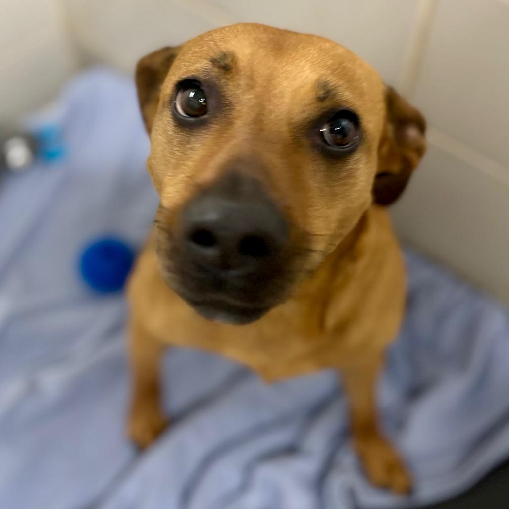 Enlarge Rainbow, a Adoptable Mixed Breed in Grand Rapids, MI image 3/6