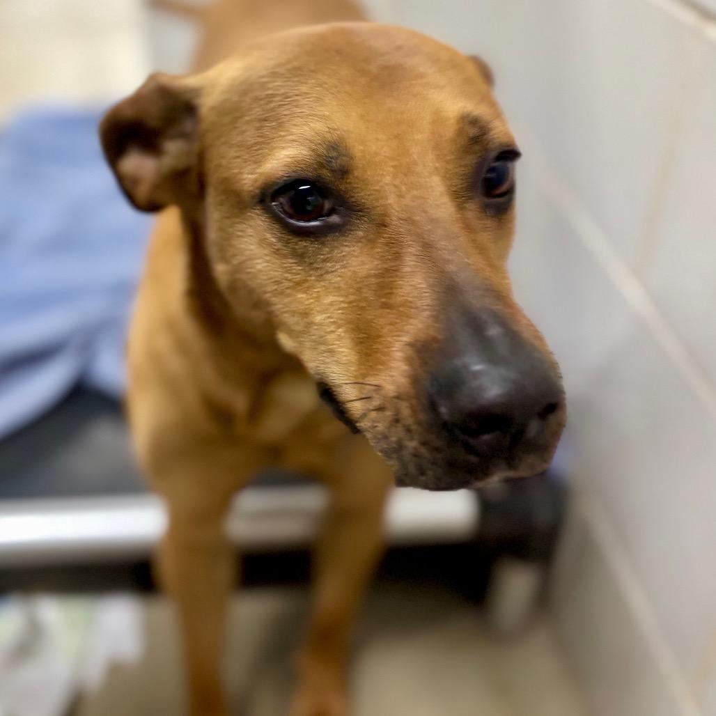 Enlarge Rainbow, a Adoptable Mixed Breed in Grand Rapids, MI image 4/6