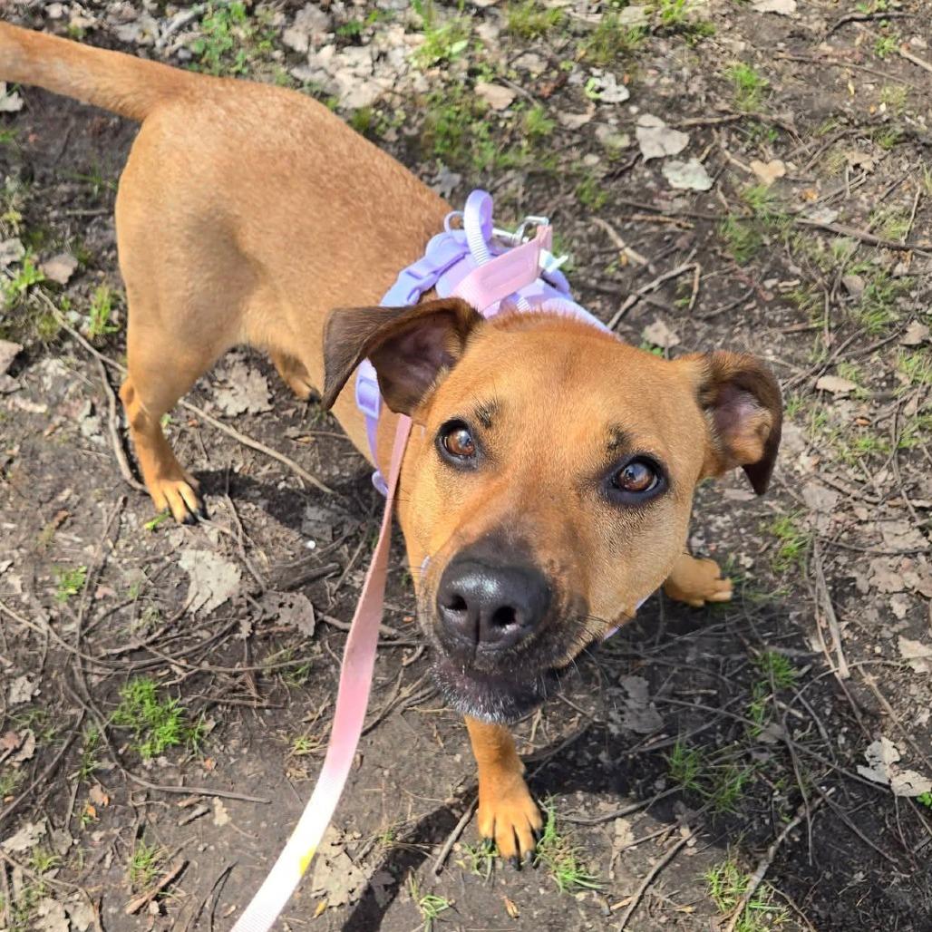Enlarge Rainbow, a Adoptable Mixed Breed in Grand Rapids, MI image 5/6