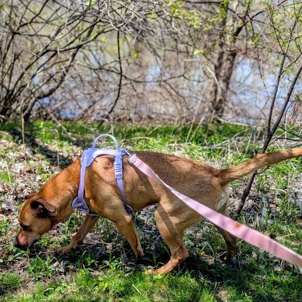 Enlarge Rainbow, a Adoptable Mixed Breed in Grand Rapids, MI image 6/6