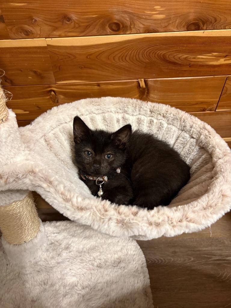 Zachary Binks, Adoptable, Kitten Male Domestic Short Hair.