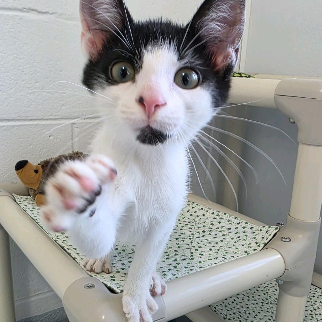 Pepsi, Adoptable, Kitten Male Domestic Short Hair.