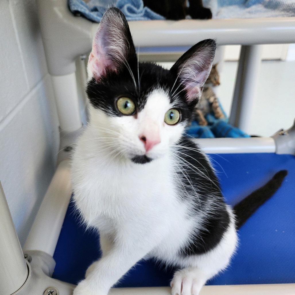Pepsi, a Adoptable Domestic Short Hair in Columbus, NC image 3/5