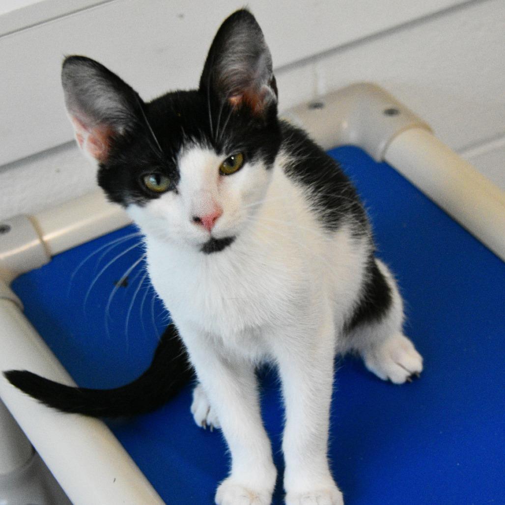 Pepsi, a Adoptable Domestic Short Hair in Columbus, NC image 4/5