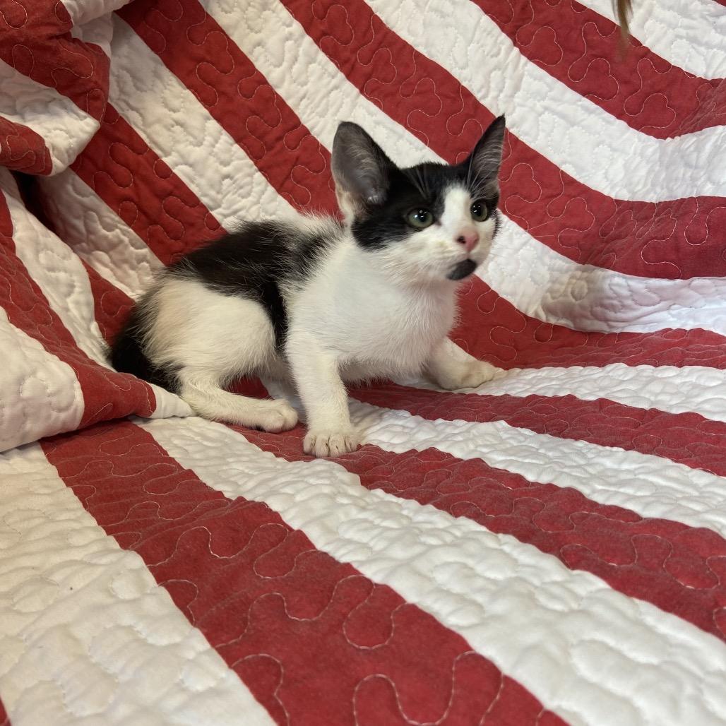 Pepsi, a Adoptable Domestic Short Hair in Columbus, NC image 5/5