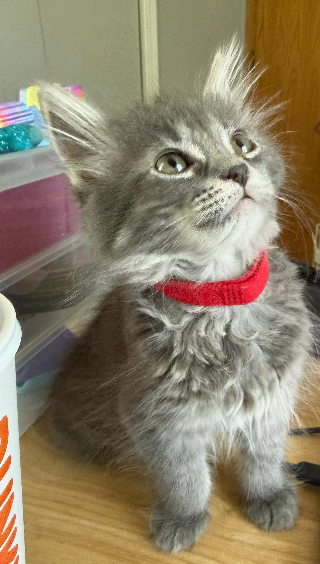 Enlarge McMuffin, an adopted Domestic Long Hair in Mokena, IL image 3/4