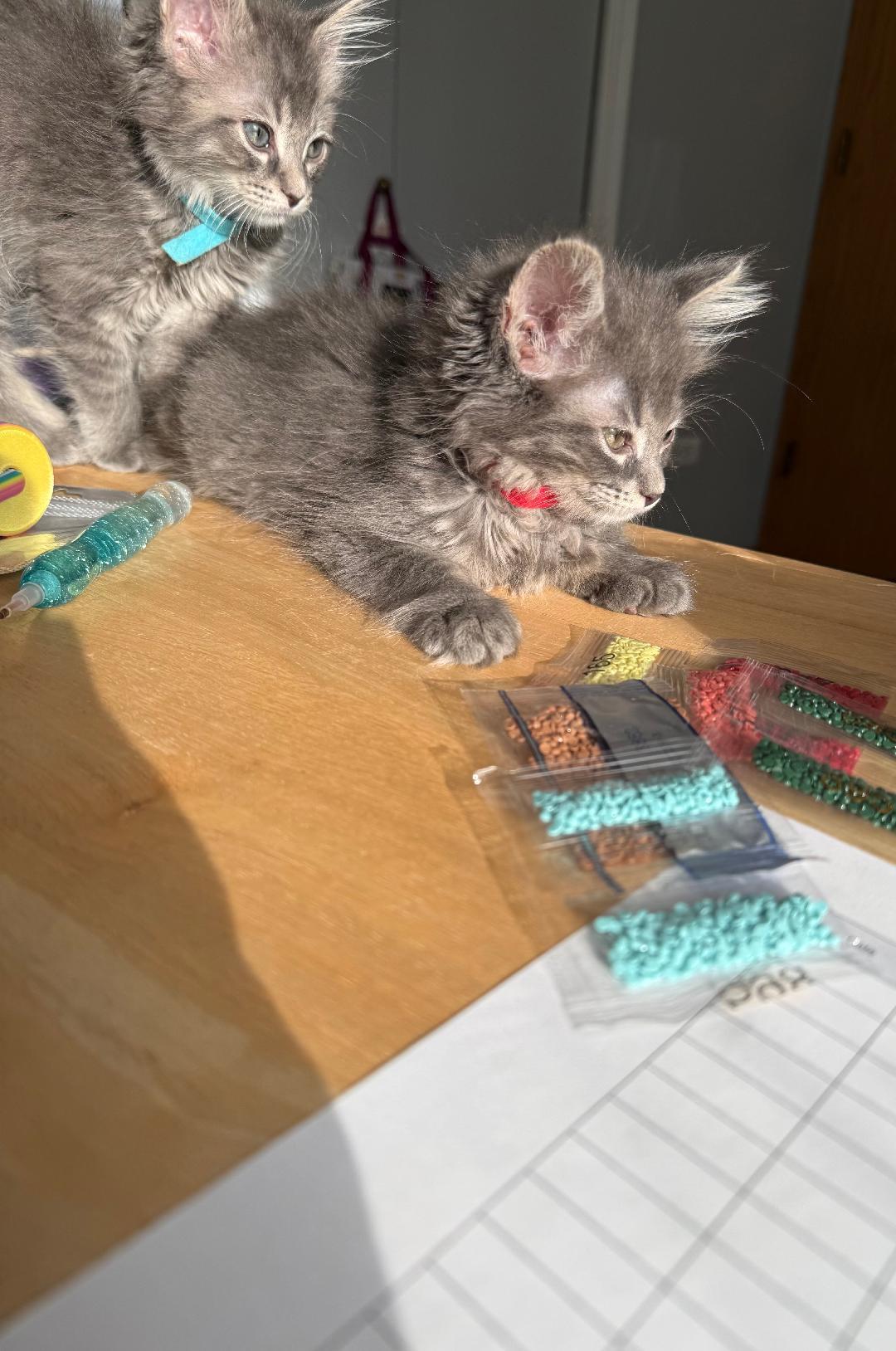 Enlarge McMuffin, an adopted Domestic Long Hair in Mokena, IL image 2/4