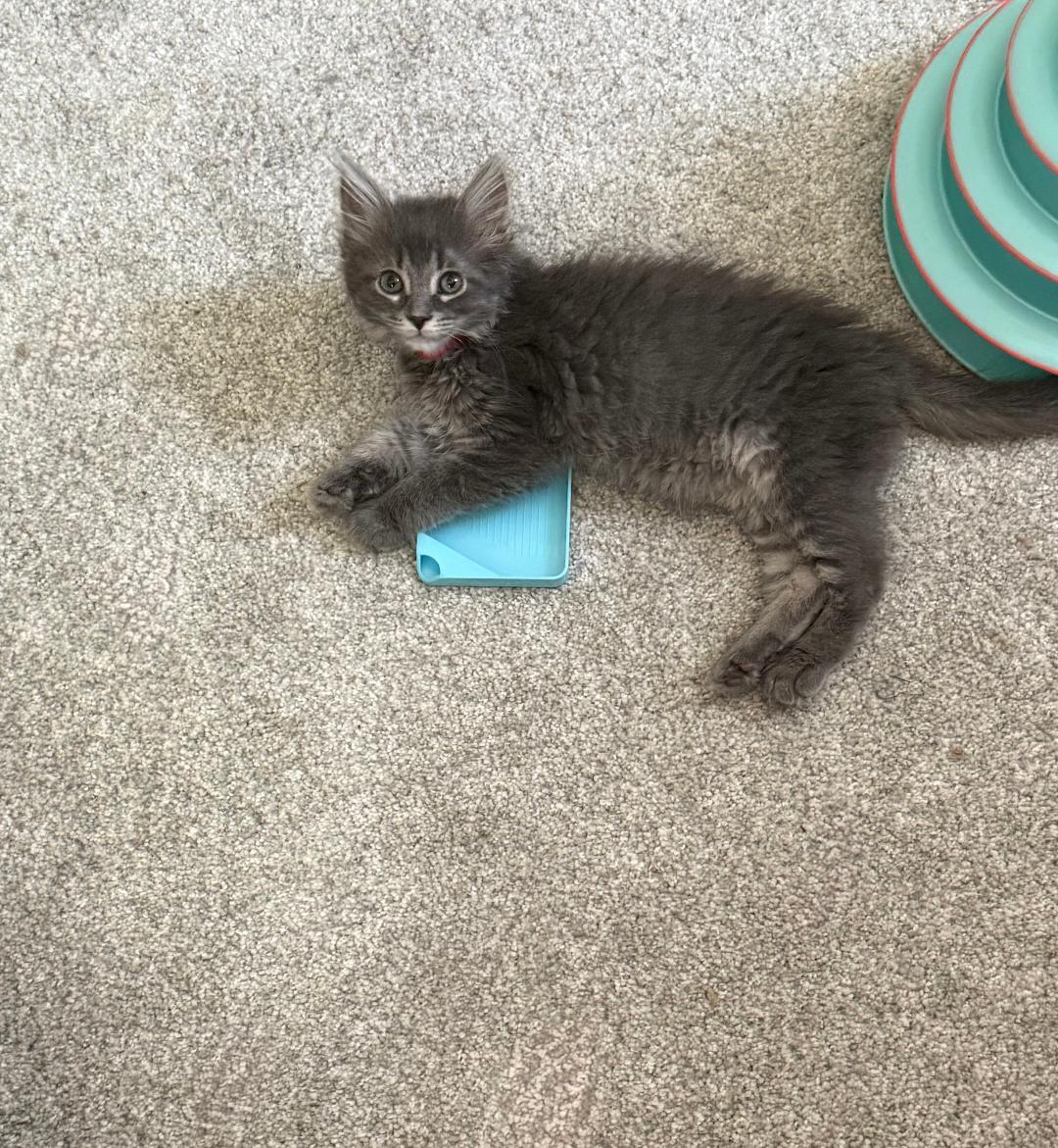Enlarge McMuffin, an adopted Domestic Long Hair in Mokena, IL image 1/4