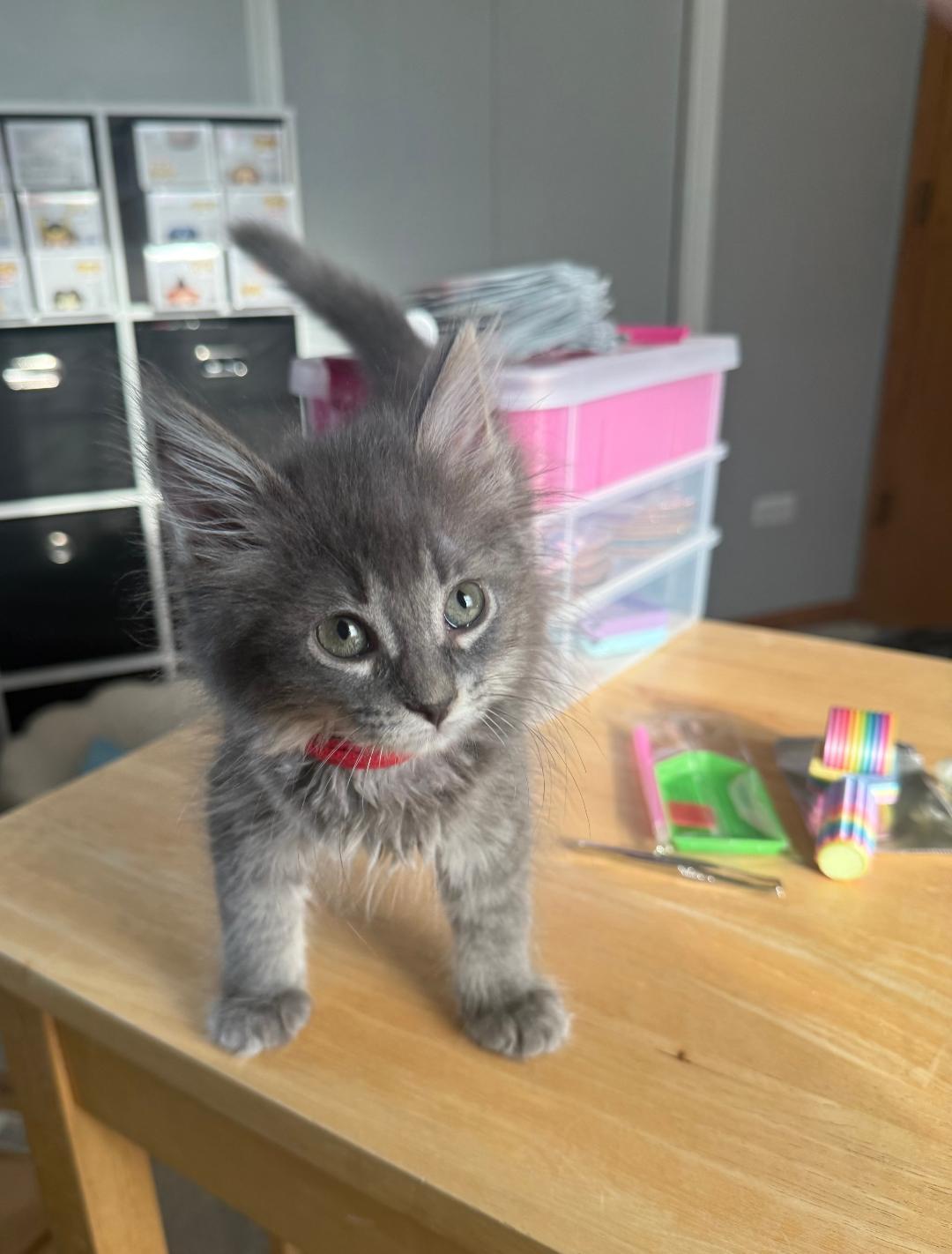 Enlarge McMuffin, an adopted Domestic Long Hair in Mokena, IL image 4/4