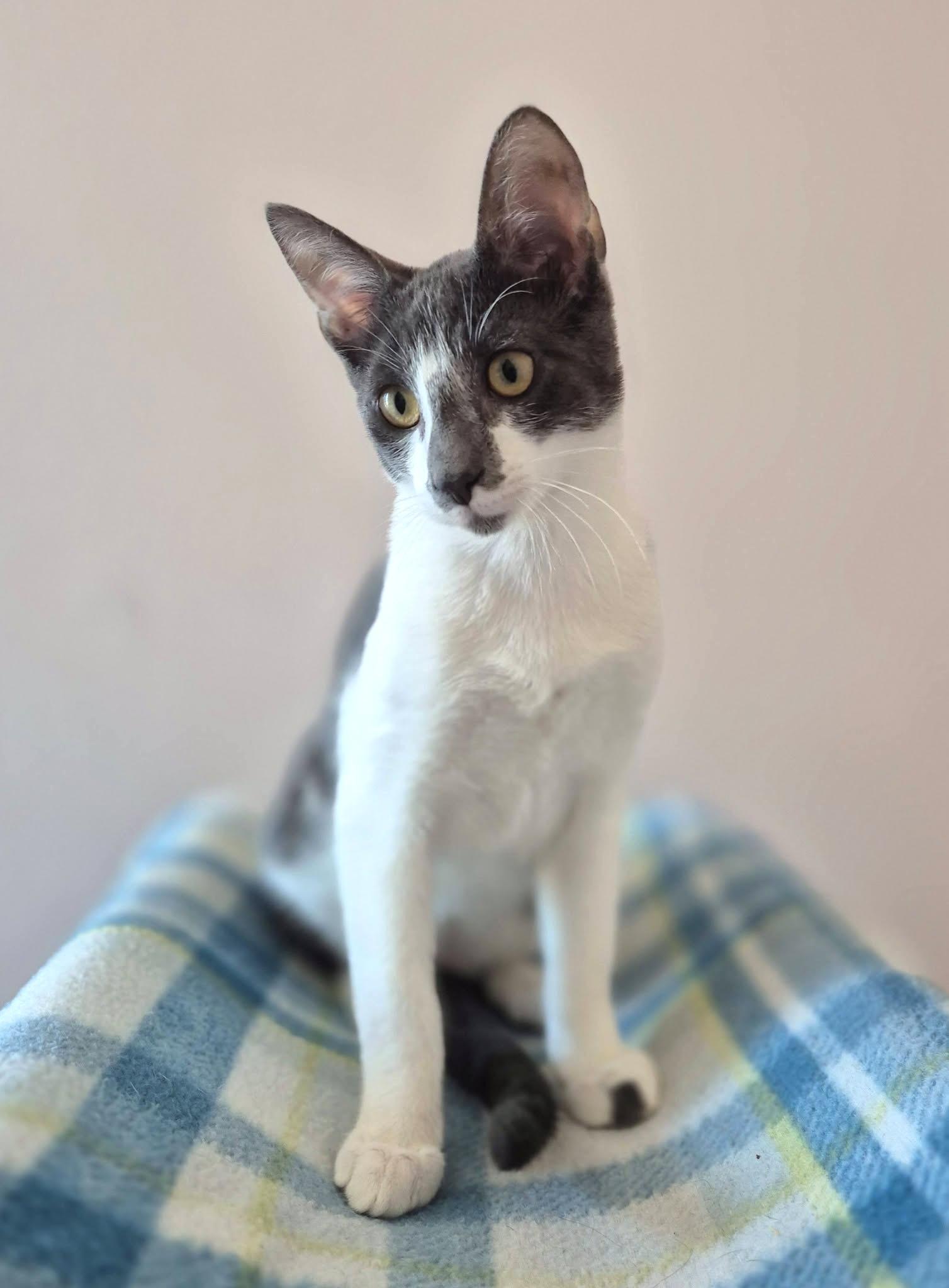 Enlarge Trooper, a ADOPTABLE Tuxedo in Coppell, TX image 6/6