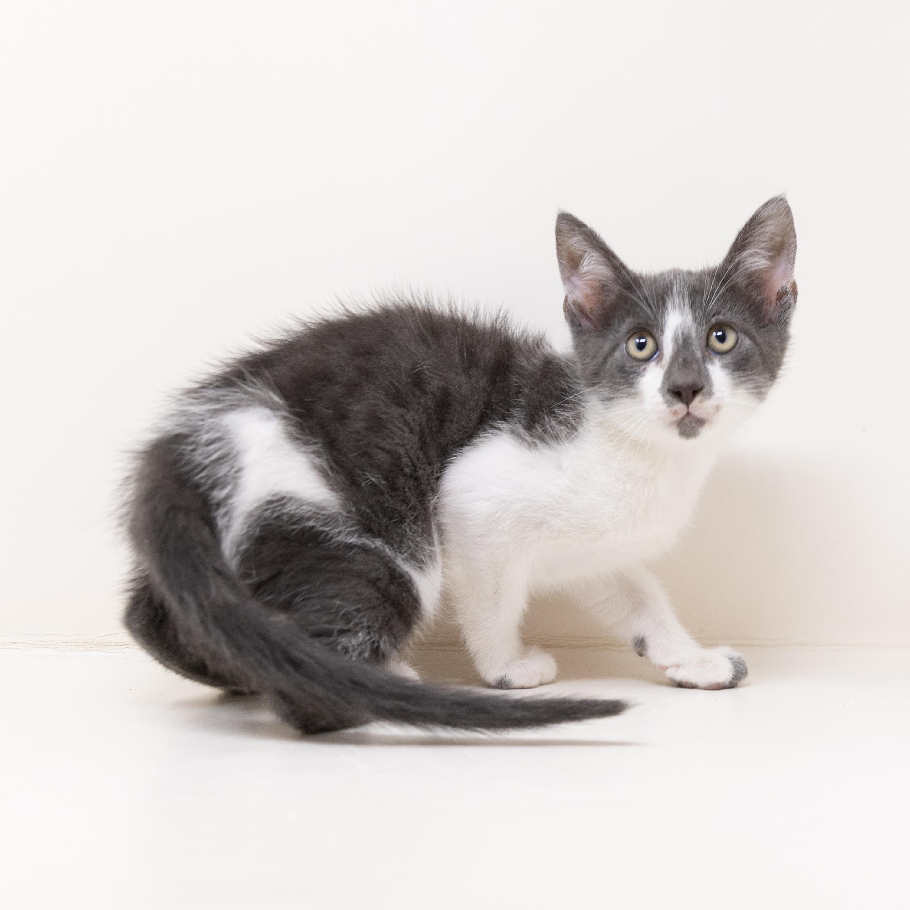 Enlarge Trooper, a ADOPTABLE Tuxedo in Coppell, TX image 4/6