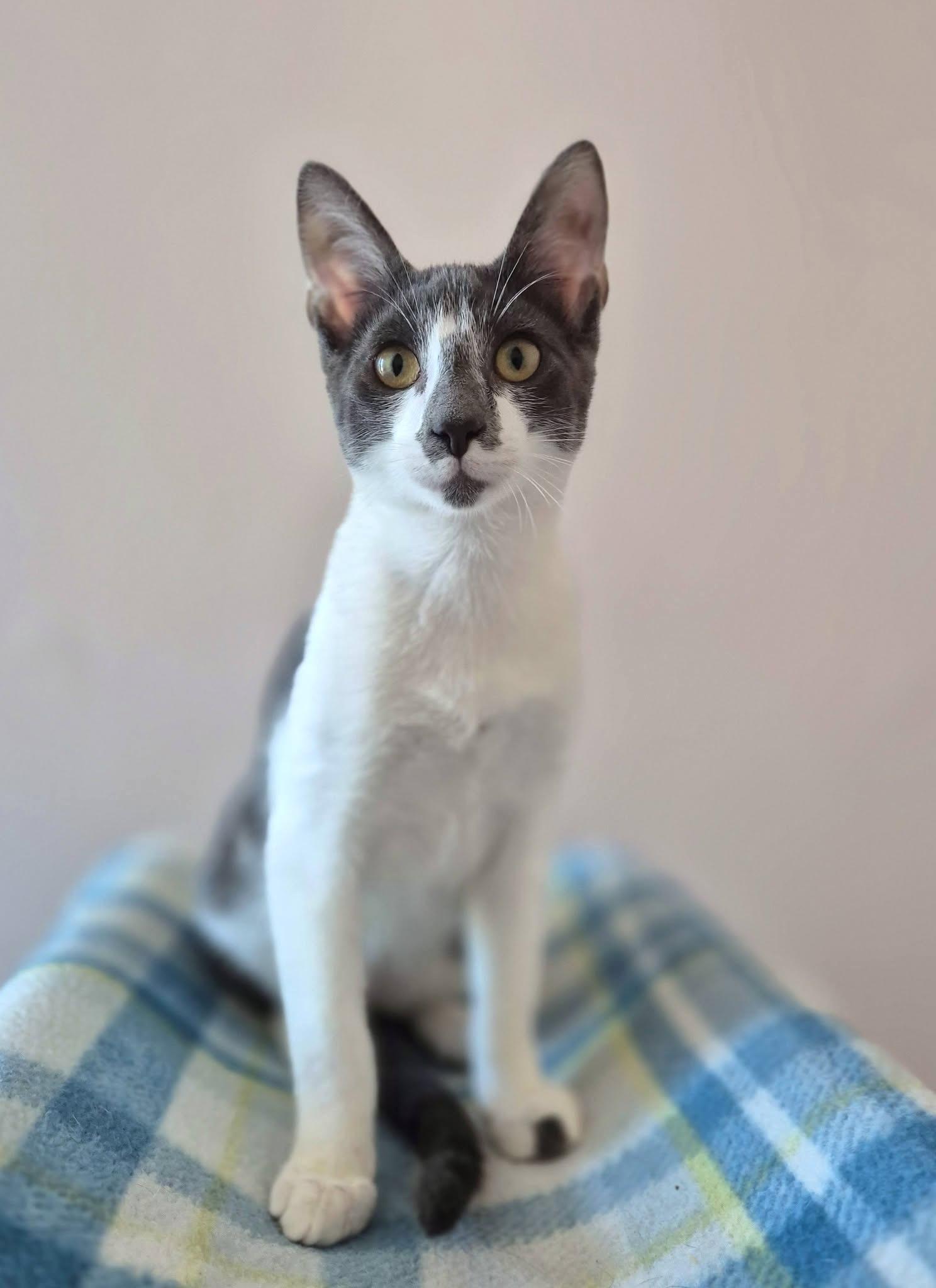 Trooper, ADOPTABLE, Kitten Male Tuxedo.