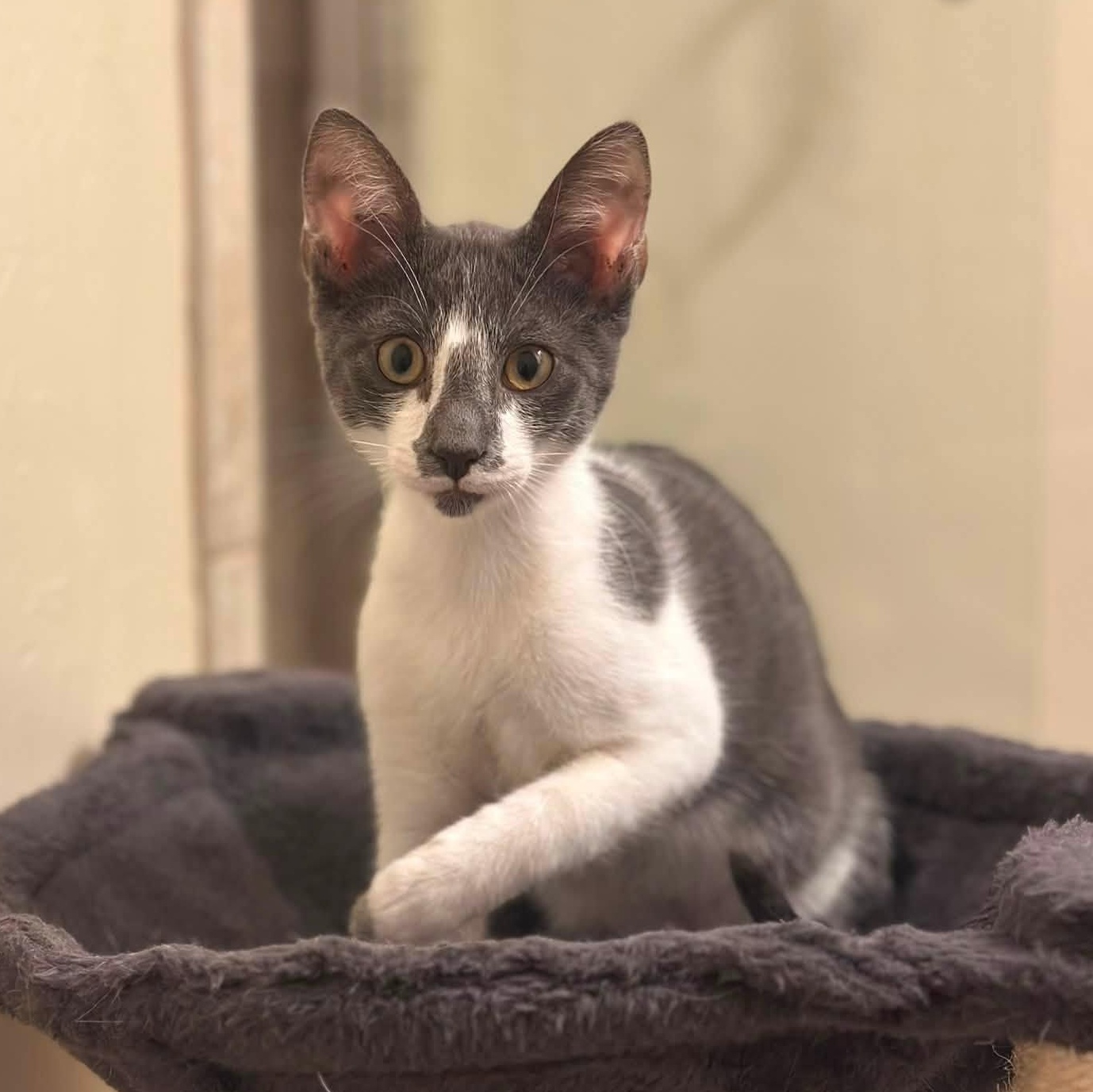 Enlarge Trooper, a ADOPTABLE Tuxedo in Coppell, TX image 2/6