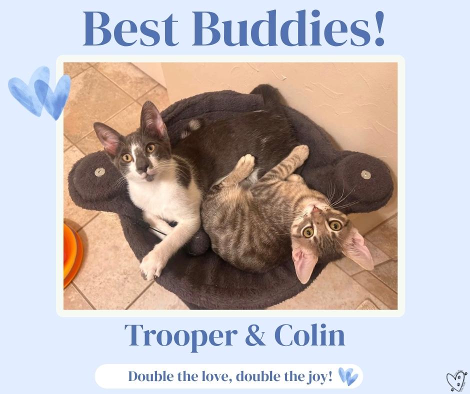 Enlarge Trooper, a ADOPTABLE Tuxedo in Coppell, TX image 3/6