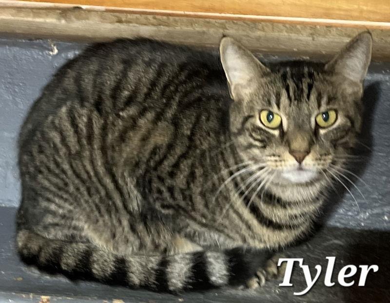Enlarge Tyler, a Adoptable Domestic Short Hair in Delran, NJ image 1/1