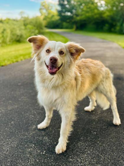 Moona, Adopted, Young Female Australian Shepherd.