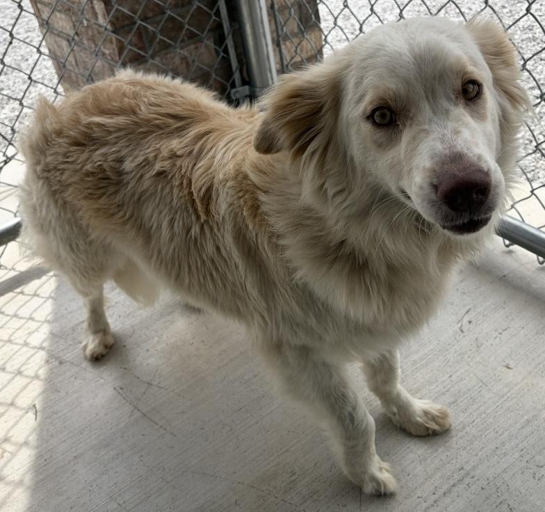 Enlarge Moona, a Adopted mixed breed in Tinley Park, IL image 2/2