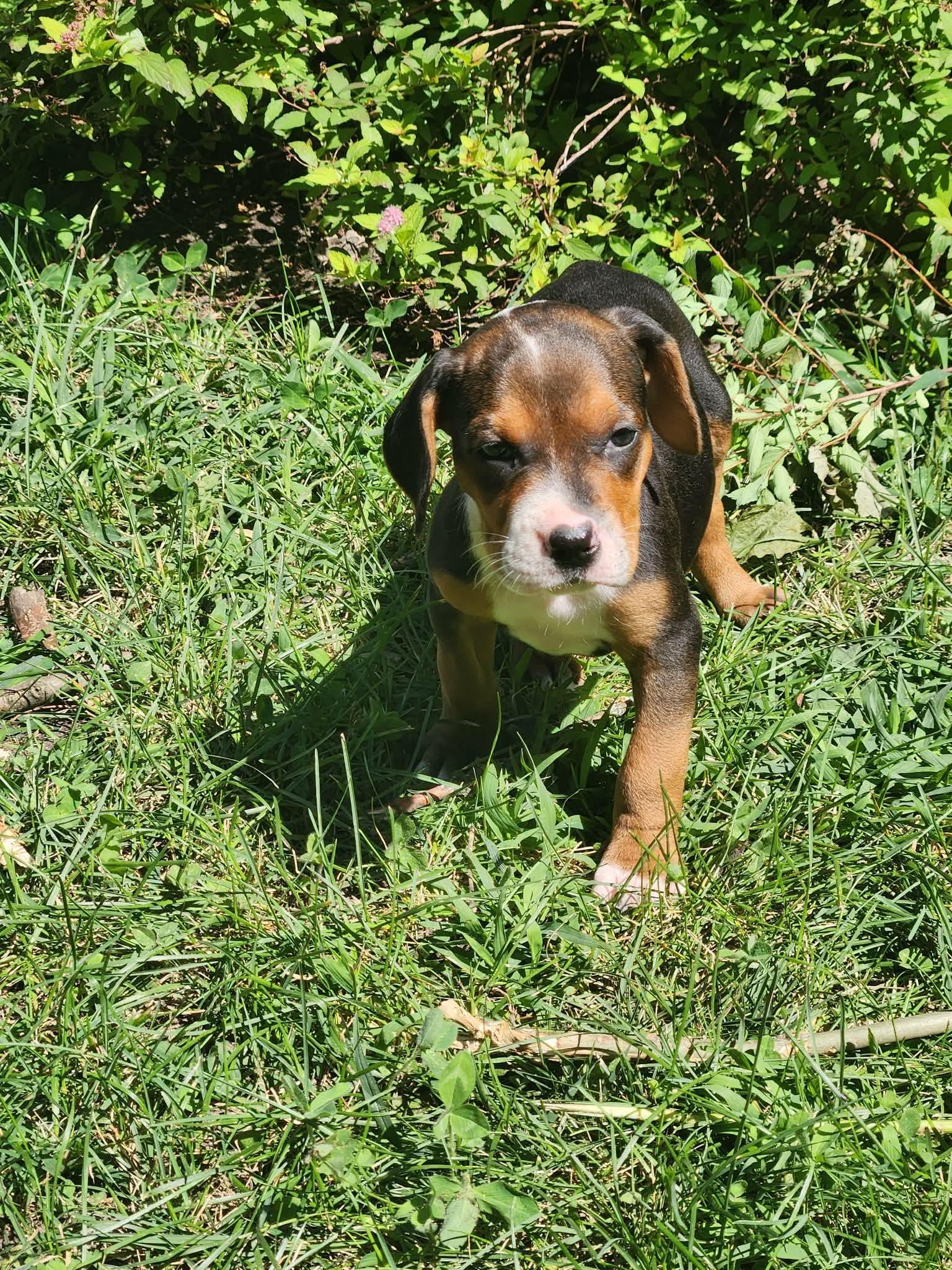 Enlarge Maisie, an adopted mixed breed in Randolph Center, VT image 1/4