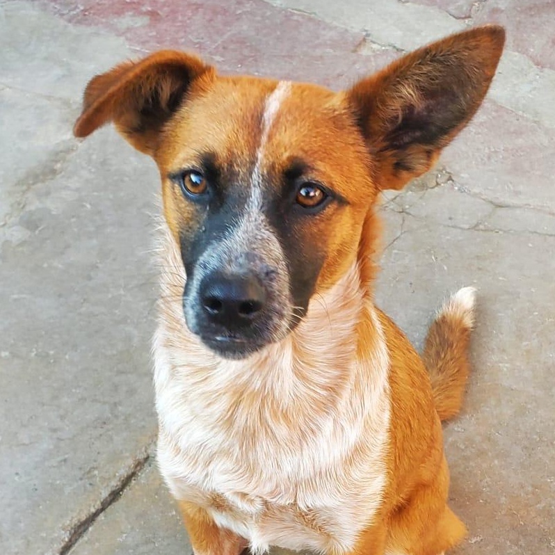 Lucy, a Adoptable mixed breed in San Diego, CA image 1/4