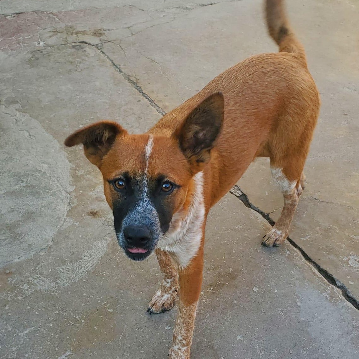 Lucy, a Adoptable mixed breed in San Diego, CA image 3/4