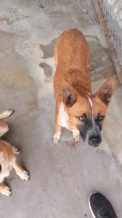 Enlarge Lucy, a Adoptable mixed breed in San Diego, CA video 4/4