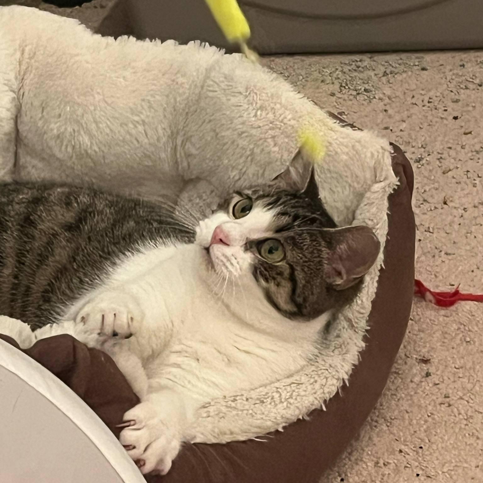 Holly, a Adoptable mixed breed in Harrisburg, PA image 4/6