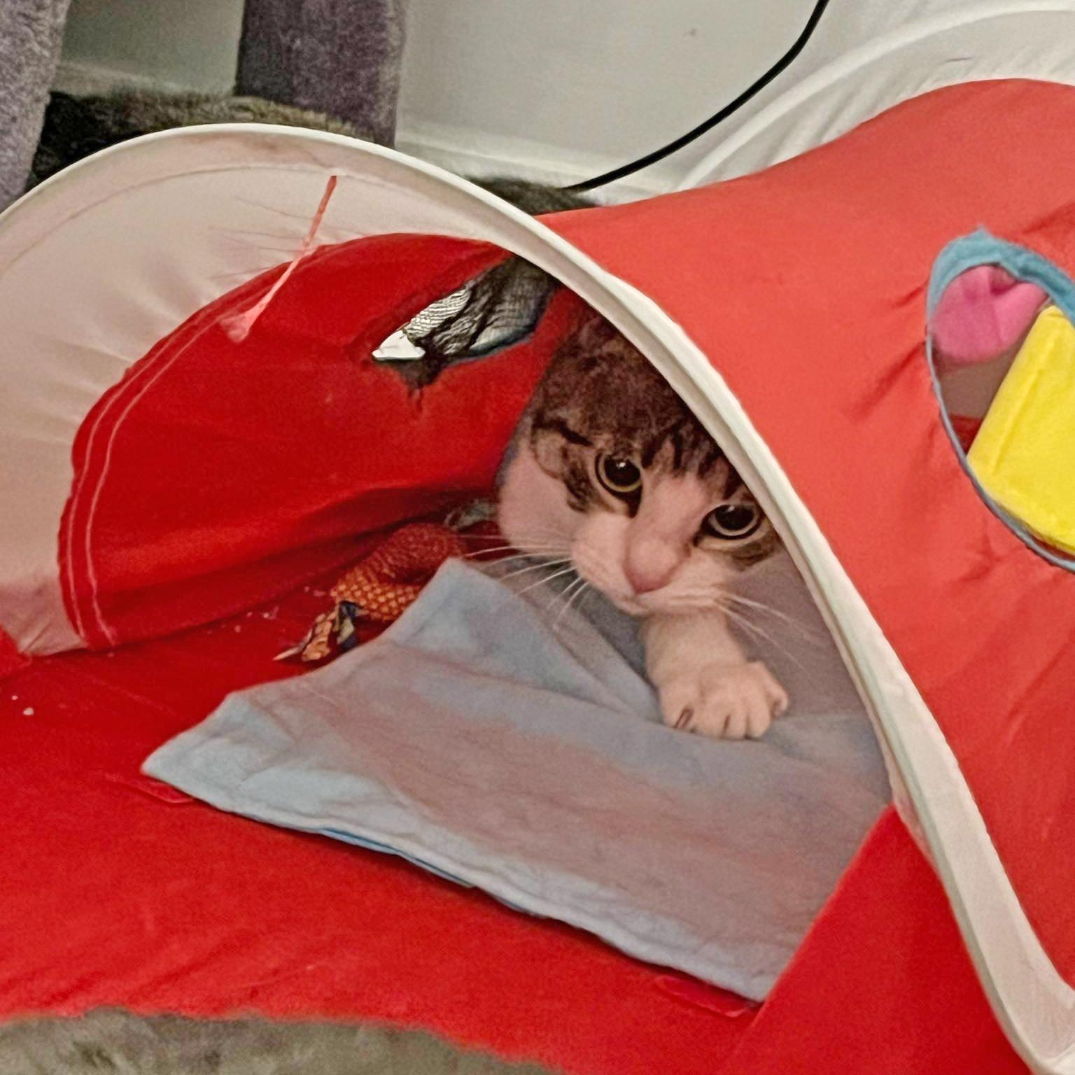 Holly, a Adoptable mixed breed in Harrisburg, PA image 6/6